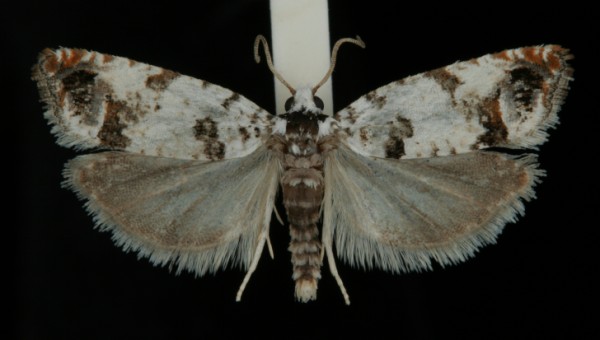 Eucosma campoliliana Eucosma campoliliana