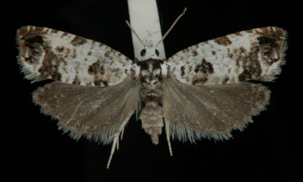 Eucosma campoliliana Eucosma campoliliana