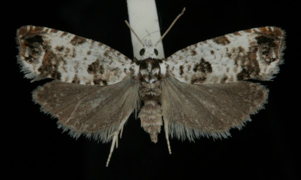 Eucosma campoliliana