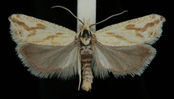 Thiodia citrana Thiodia citrana