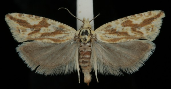 Thiodia citrana Thiodia citrana