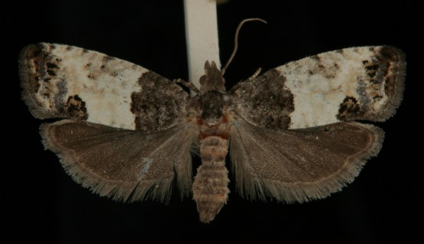 Spilonota ocellana Spilonota ocellana