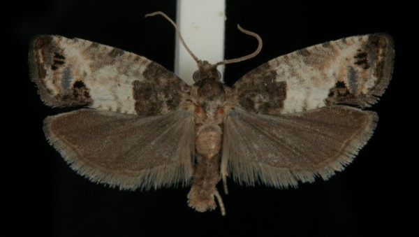 Spilonota ocellana Spilonota ocellana