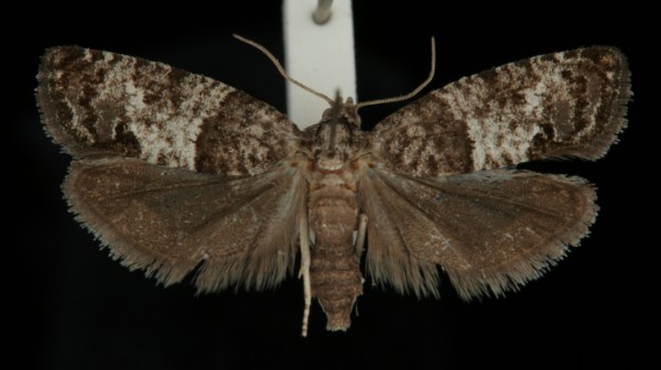 Spilonota ocellana Spilonota ocellana