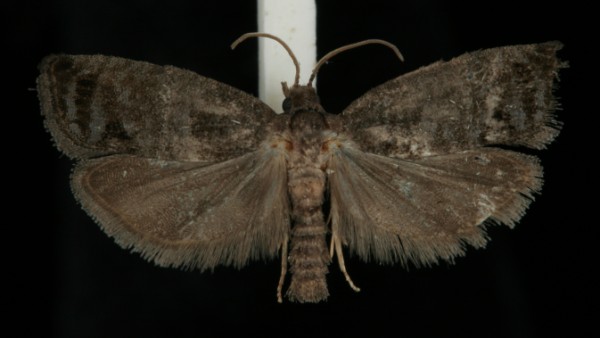 Spilonota ocellana Spilonota ocellana