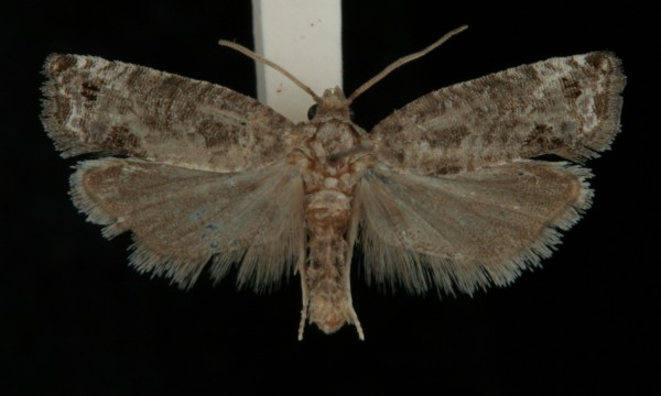 Spilonota laricana Spilonota laricana