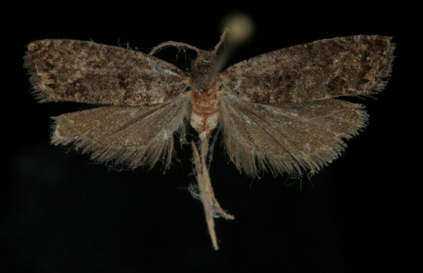 Spilonota laricana Spilonota laricana
