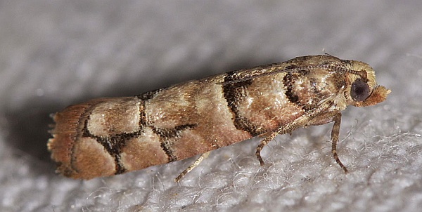 Pseudococcyx tessulatana Pseudococcyx tessulatana