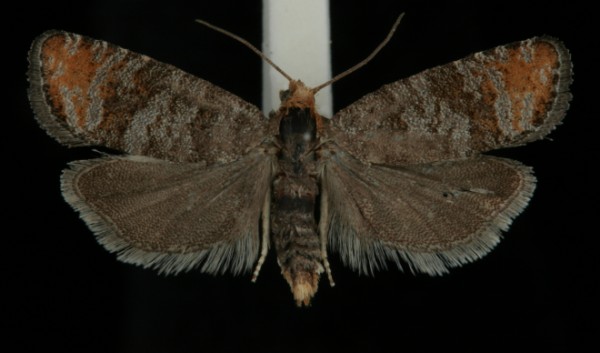 Pseudococcyx posticana