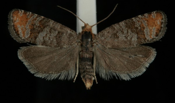 Pseudococcyx posticana Pseudococcyx posticana