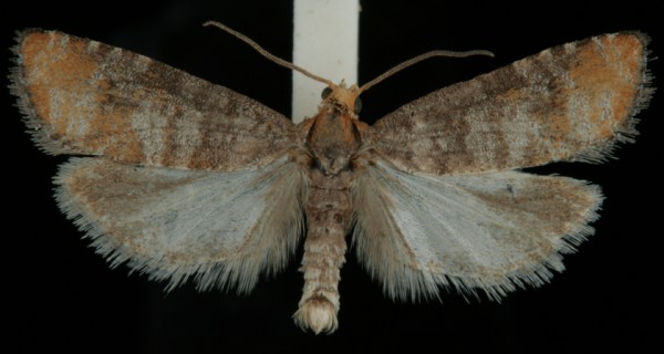 Pseudococcyx turionella Pseudococcyx turionella