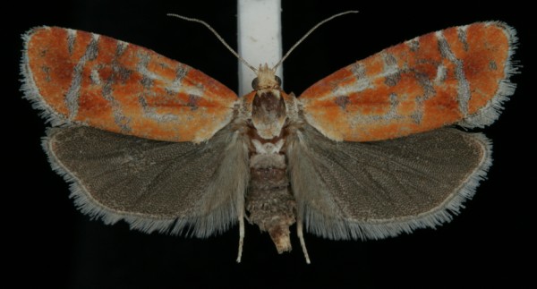 Rhyacionia buoliana Rhyacionia buoliana