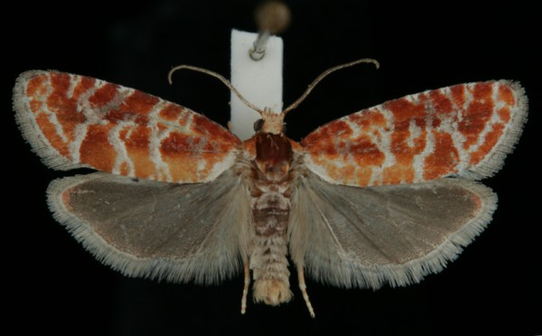 Rhyacionia pinicolana Rhyacionia pinicolana
