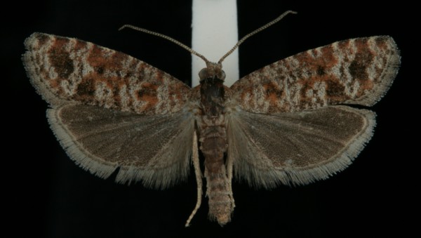 Rhyacionia pinivorana Rhyacionia pinivorana