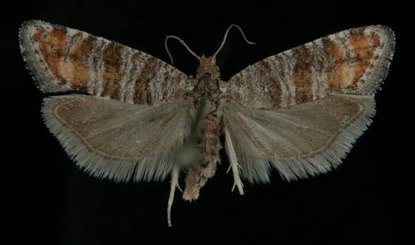 Rhyacionia duplana Rhyacionia duplana