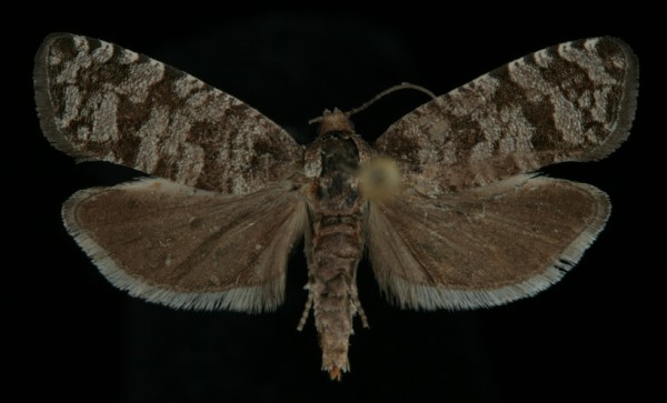 Retinia resinella Retinia resinella