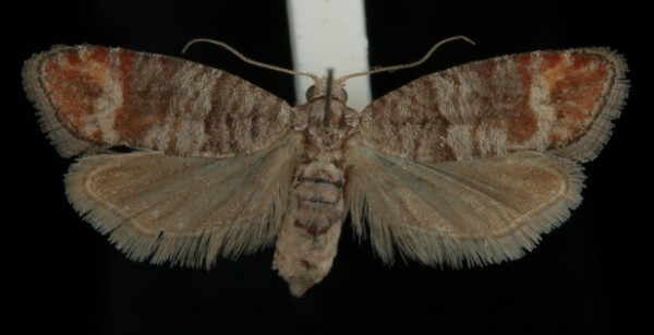Clavigesta sylvestrana Clavigesta sylvestrana