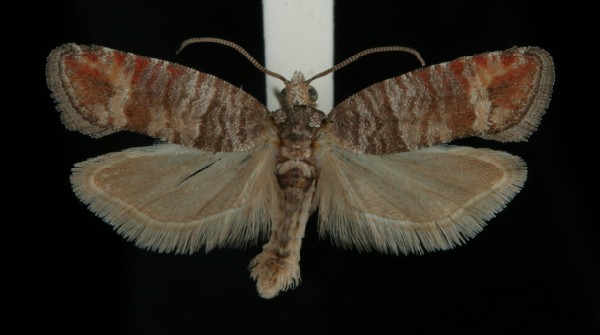 Clavigesta sylvestrana Clavigesta sylvestrana