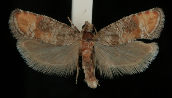 Clavigesta purdeyi Clavigesta purdeyi