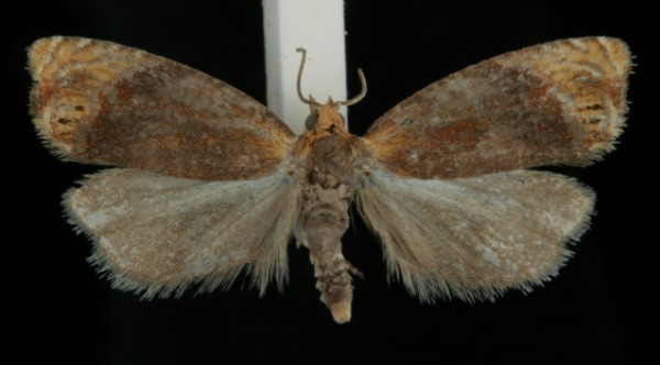Eucosmomorpha albersana Eucosmomorpha albersana