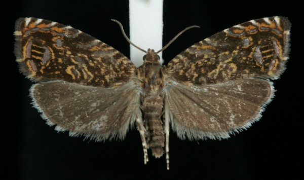 Enarmonia formosana Enarmonia formosana