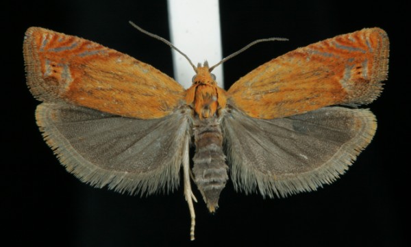 Lathronympha strigana Lathronympha strigana