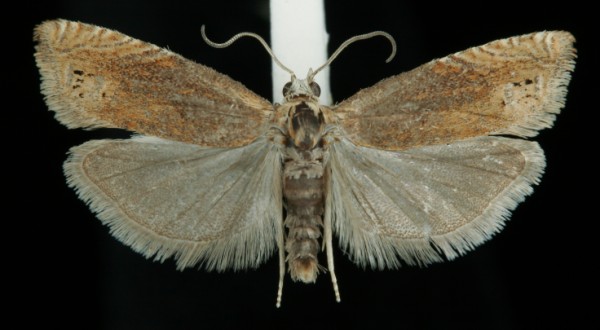 Lathronympha strigana Lathronympha strigana