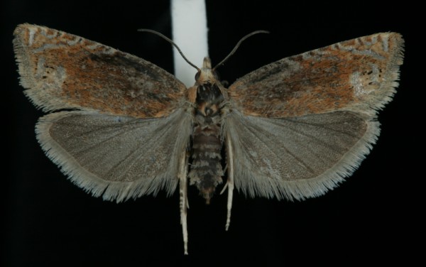 Lathronympha strigana Lathronympha strigana