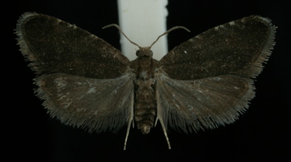Strophedra weirana Strophedra weirana