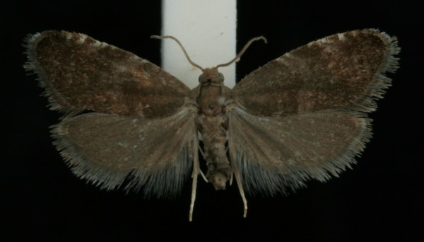 Strophedra nitidana Strophedra nitidana