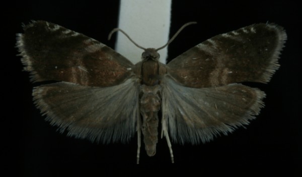 Strophedra nitidana Strophedra nitidana