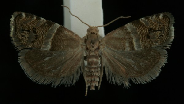 Pammene juniperana Pammene juniperana