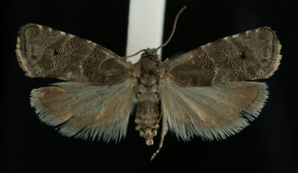 Pammene splendidulana Pammene splendidulana