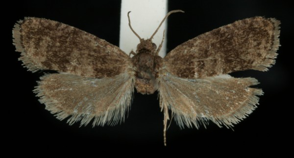 Pammene agnotana Pammene agnotana