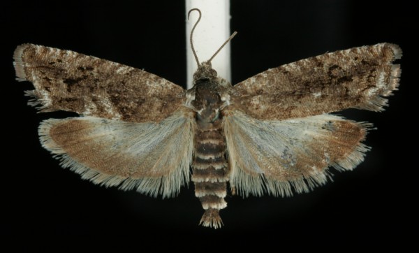 Pammene giganteana Pammene giganteana