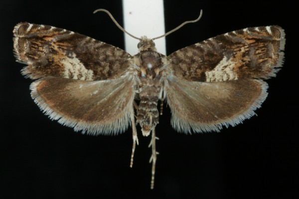 Pammene argyrana Pammene argyrana
