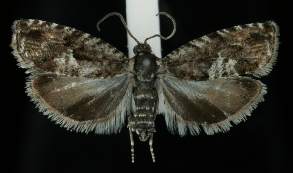 Pammene argyrana Pammene argyrana