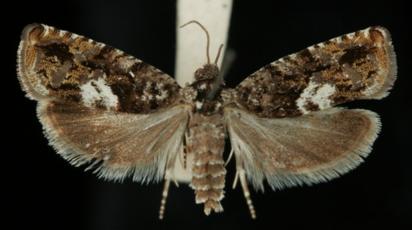 Pammene argyrana Pammene argyrana