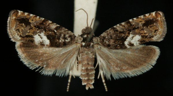 Pammene argyrana