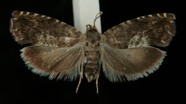 Pammene albuginana Pammene albuginana