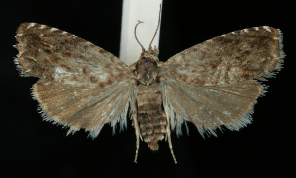 Pammene albuginana Pammene albuginana