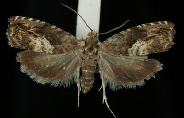 Pammene gallicolana Pammene gallicolana