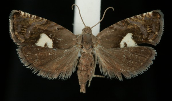 Pammene populana Pammene populana