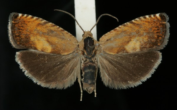 Pammene aurita Pammene aurita