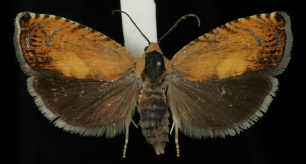 Pammene aurita Pammene aurita
