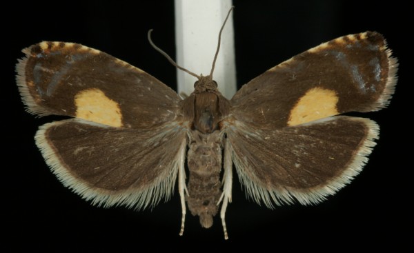 Pammene regiana Pammene regiana