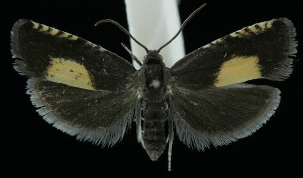 Pammene trauniana Pammene trauniana