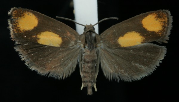 Pammene aurana Pammene aurana