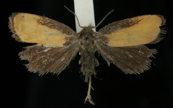 Pammene aurana Pammene aurana