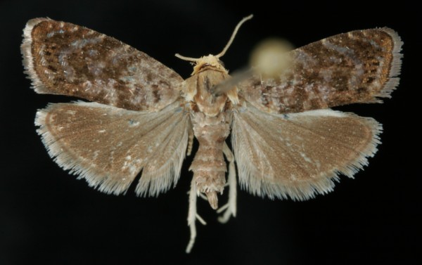 Pammene gallicana Pammene gallicana